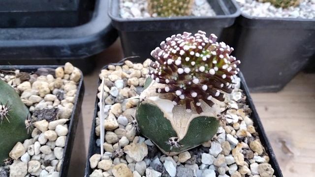 Кактус - Маммилярия Люти.Семена живут в теле растения.Mammilaria Luethyi. смотреть онлайн