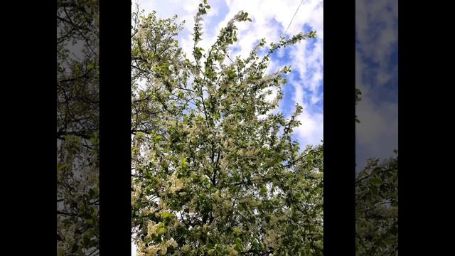 Очень прекрасная весенняя природа🌸.mp4 смотреть онлайн