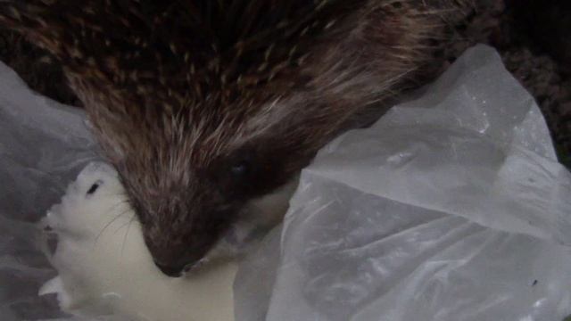 Чем я кормил ежа в домашних условиях смотреть онлайн