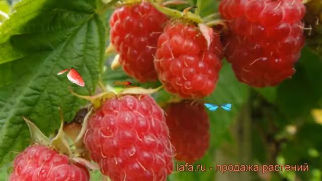 Малина традиционная Вера (rubus) ? традиционная малина Вера обзор: как сажать, саженцы малины Вера смотреть онлайн