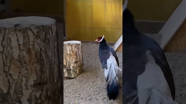 Продаю фазанов. Коричневые ушастые фазаны. смотреть онлайн