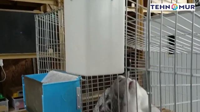 Ниппельная поилка для кроликов и птиц с бачком 1 литр. TEHNOMUR смотреть онлайн