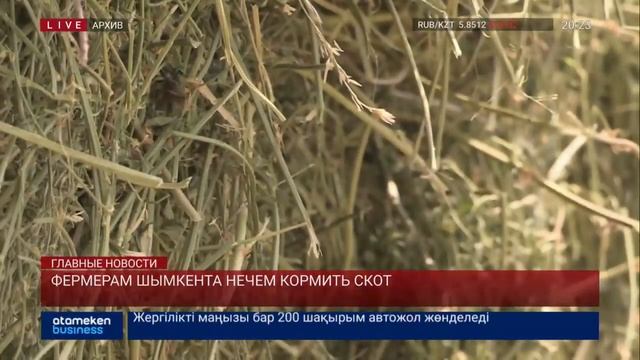 ФЕРМЕРАМ ШЫМКЕНТА НЕЧЕМ КОРМИТЬ СКОТ смотреть онлайн