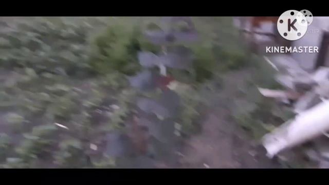 Фундук Сирена: Опис сорту, фото, обзор смотреть онлайн