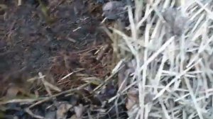 Как ПЕРЕЗИМОВАЛА  маракуя Северная в ОТКРЫТОМ грунте.