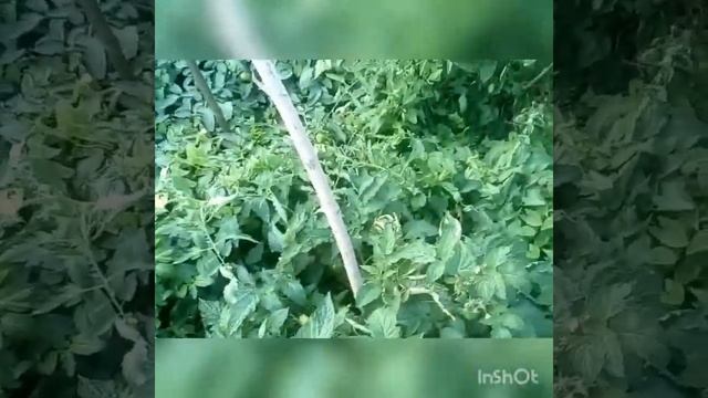 Ремонт в старом доме и огородные дела.