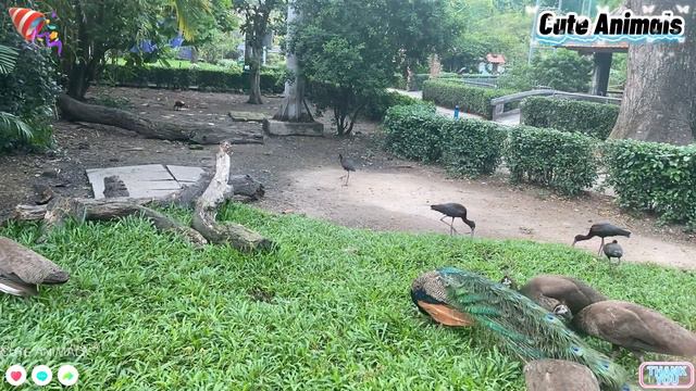Interesting animals around us: Squirrel, Chicken, Kangaroo - Part 1 смотреть онлайн