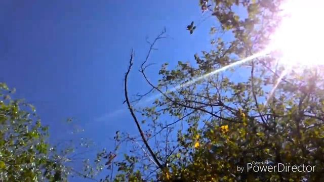 Голос голубой сороки.Как кричит сорока. Птица Голубая сорока Забайкалье Чита. смотреть онлайн