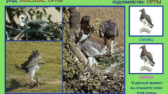 Орел. 2 часть. Голоса птиц смотреть онлайн