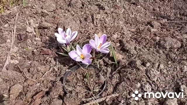 Крокусы ,весной во всей красе!!! смотреть онлайн