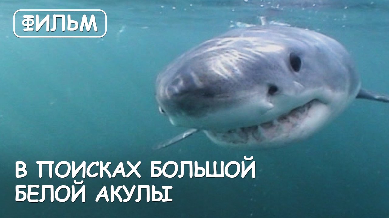 Мир Приключений [Архив] - Фильм "В поисках Большой Белой акулы". ЮАР. смотреть онлайн