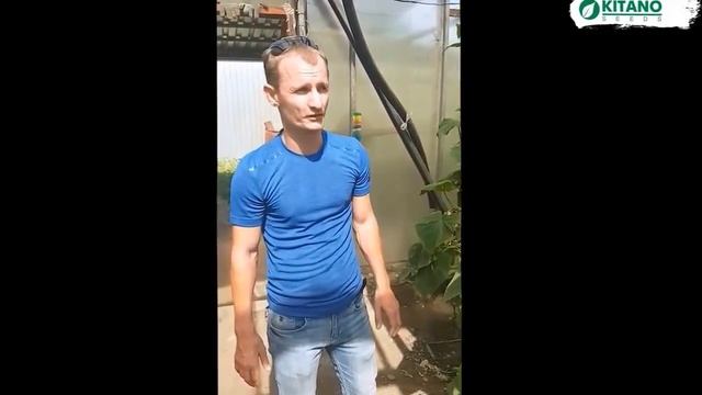 Выращивание огурца KS 90 F1 из семян КИТАНО. Пример выращивания раннего огурца смотреть онлайн