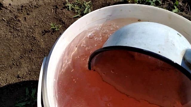 Виноград.Подкормка винограда первого года.Август. смотреть онлайн