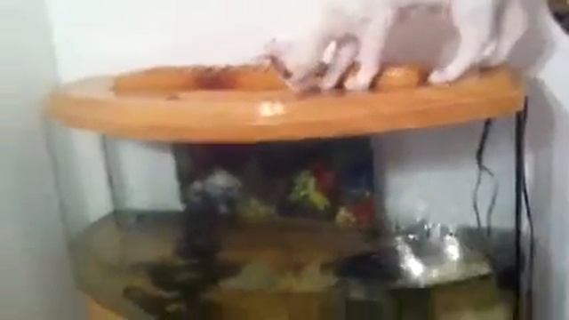Неугомонный Шурик смотреть онлайн
