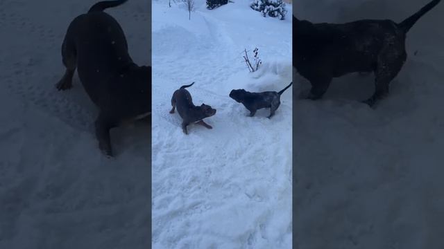 Американский Булли Тиффани и Уно🥰 смотреть онлайн