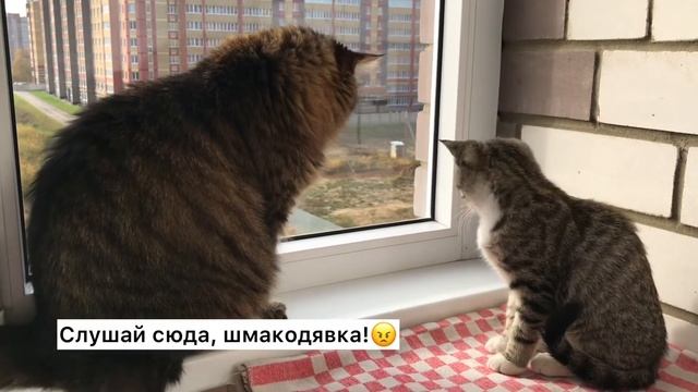 Большой кот атакует котенка | Знакомство кота и котенка Как подружить кота и котенка смотреть онлайн