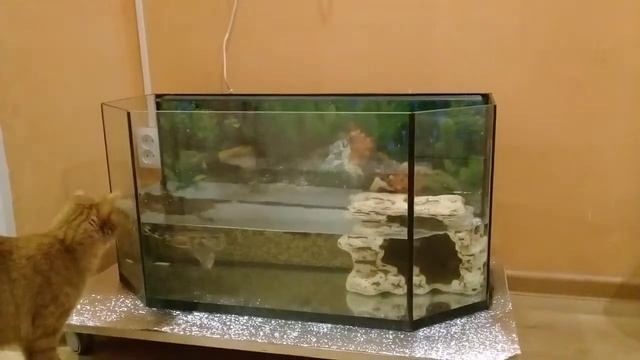 Охота на черепаху