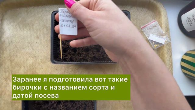 Посев семян перца на рассаду! Сезон 2024 смотреть онлайн