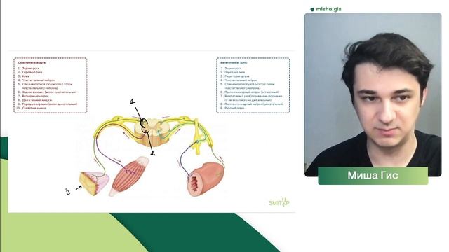 Рефлекторная дуга | Биология с Мишей Гис смотреть онлайн