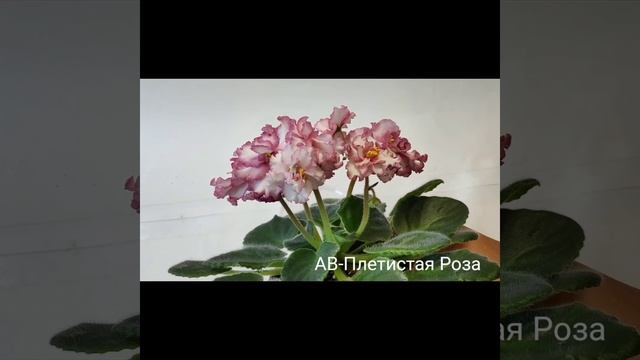 АВ-Наташа Ростова, АВ-Плетистая Роза, АВ-Тенерифе. смотреть онлайн