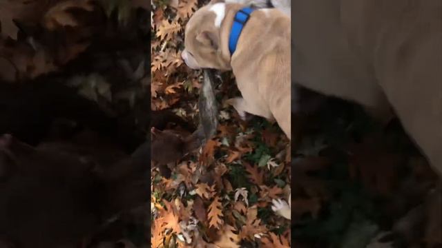 Team work #dogs #pets #bullies #americanbully #maltipom #patterdaleterrier смотреть онлайн