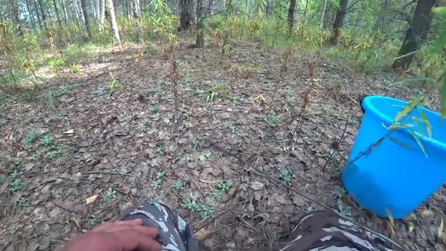 Белые грузди Первые сырые грузди в августе 2021 Лучший Гриб для соления #ХМАО смотреть онлайн