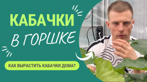 Как вырастить кабачки дома в горшке?