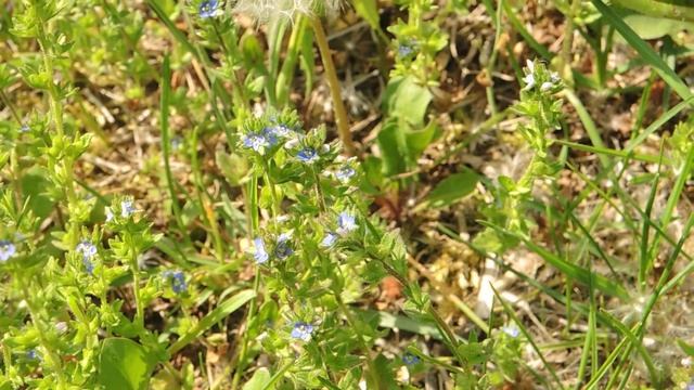 Veronica arvensis 200509 смотреть онлайн