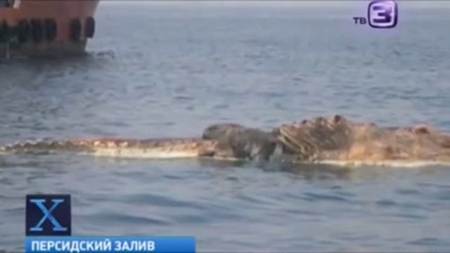 Х-версии: Труп гигантского динозавра-крокодила всплыл в Персидском заливе смотреть онлайн