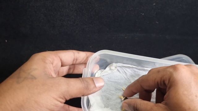 How to grow orange tree from seed | Easy way to grow orange trees смотреть онлайн