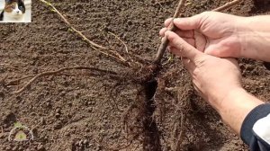 Как Правильно Посадить Черную Смородину Весной Саженцами