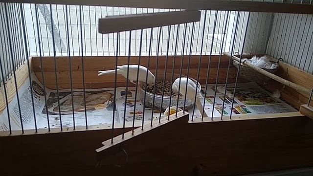 С чего начать разведение канареек. смотреть онлайн