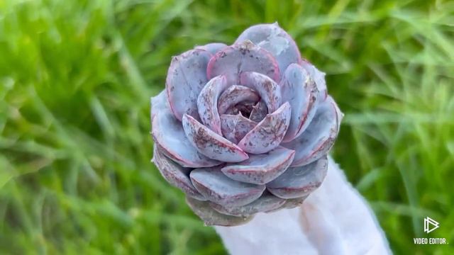 Echeveria Black Coco