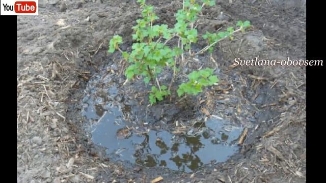 КРЫЖОВНИК ЗАВАЛИТ ВАС КРУПНЫМИ И СЛАДКИМИ ЯГОДАМИ, ЕСЛИ ВЫ ПОДКОРМИТЕ ВЕСНОЙ ЕГО ВО ВРЕМЯ ,ЭТИМ. смотреть онлайн