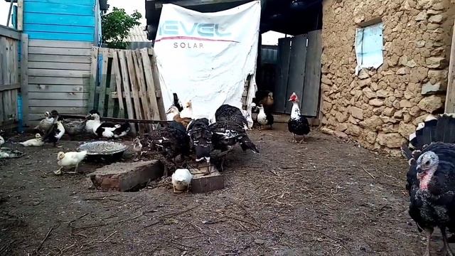 Примет ли мускусная утка башкирских утят? смотреть онлайн