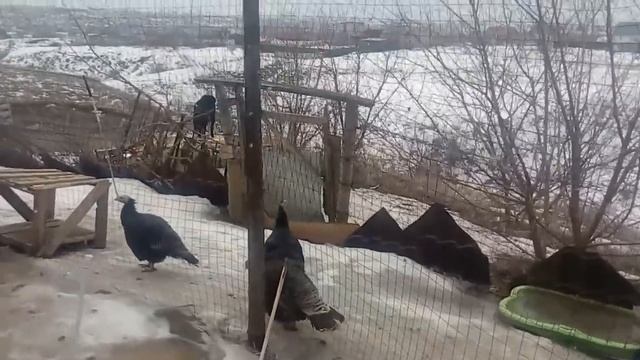 Как заняться птицеводством хочу держать кур уток индюков смотреть онлайн