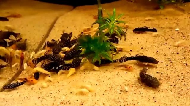 Bristlenose, Ancistrus sp., fry mania & Repashy feeding frenzy!! смотреть онлайн
