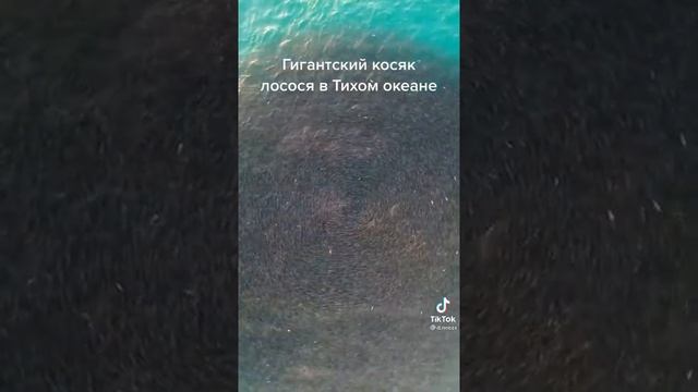 ГИГАНТСКИЙ КОСЯК ЛОСОСЯ В ТИХОМ ОКЕАНЕ ? смотреть онлайн