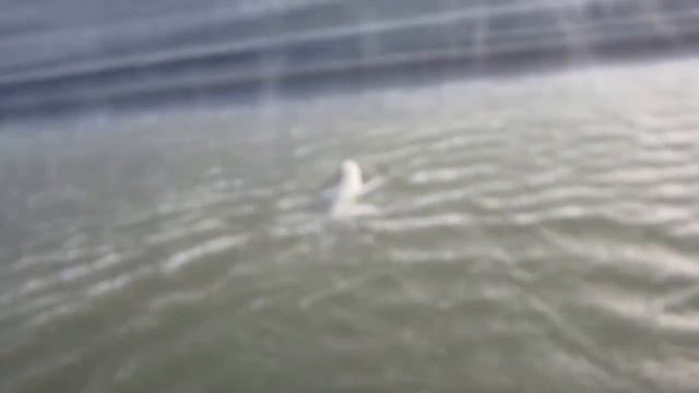 Вертолет с прокурором ЯНАО Герасименко в заповеднике Таймырский гонит медведя смотреть онлайн