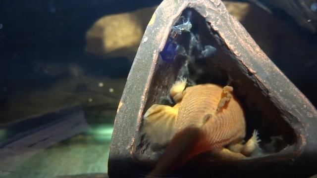 Анциструс Красный Ancistrus Sp Super Red