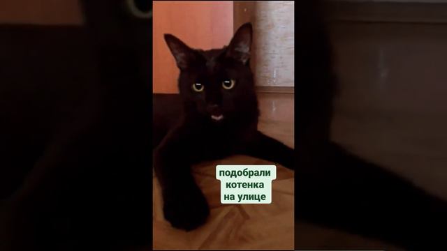 Подобрали котенка на улице. Теперь он домашний! Приветик от Шушика. Приют. Петербург смотреть онлайн
