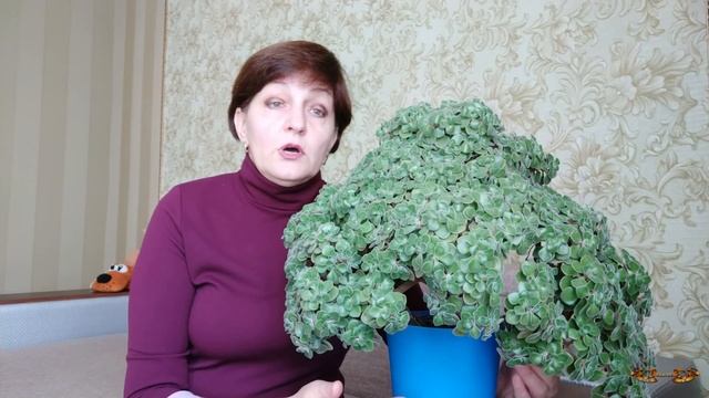 Уход и выращивание цветов и растений