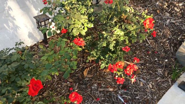 Scarlet Red Iceberg Rose - hardy and drought resistant смотреть онлайн