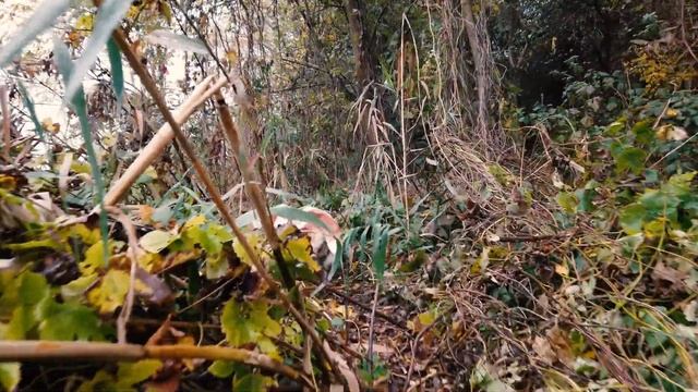 ВЛОГ ПЁС ШРЭК И ПУСТОТА. Бассет-хаунд, Basset Hound, osmo pocket cinematic. смотреть онлайн