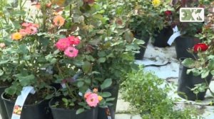 СОЗДАЕМ РОЗАРИЙ -  ВСЕ О РОЗАХ