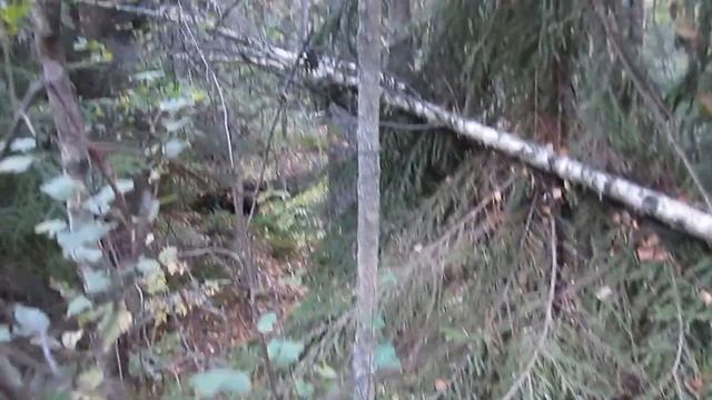 Магия грибов: лесные открытия