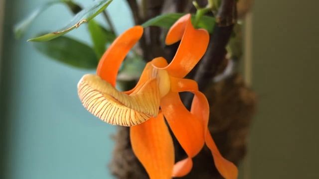 Первый раз у меня зацвел дендробиум ?. Dendrobium unicum смотреть онлайн