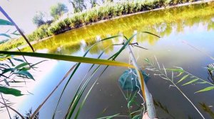 Ловля Раков на Раколовку ЗОНТИК!  ГДЕ ЛОВИТЬ РАКОВ ?