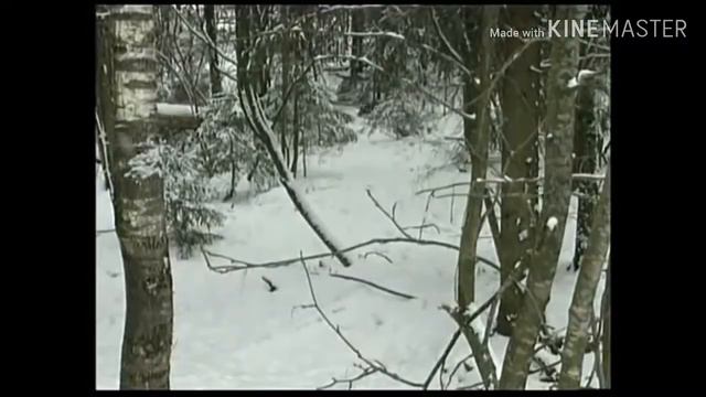 Клип с волками и природой смотреть онлайн