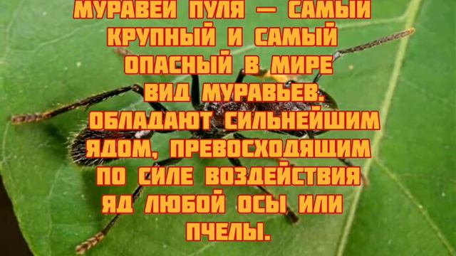 Самые опасные животные. Часть 1 смотреть онлайн